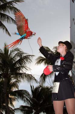 Pet Masquerade and Parade 2009 photo - Duval Street, Key West